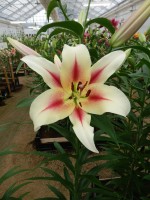 [4153 Nymph No02.JPG]